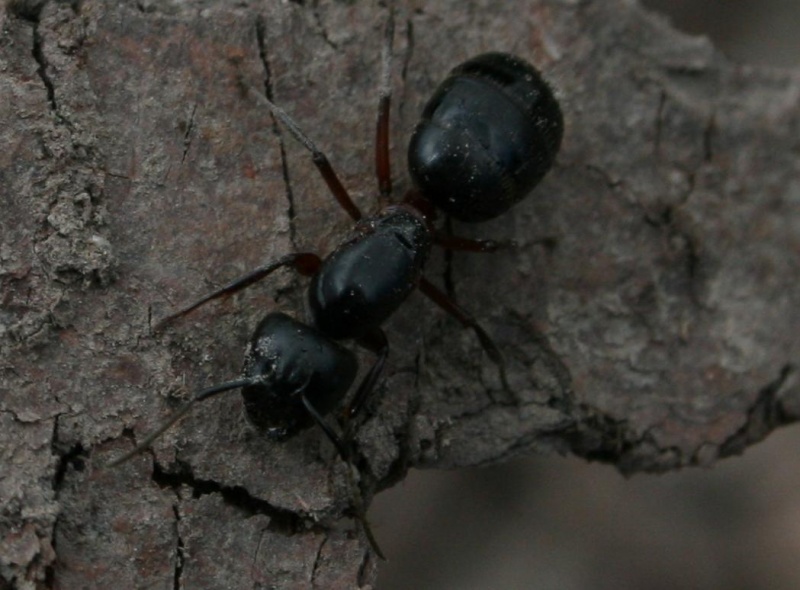 Datei:Camponotus herculeanus03.jpg