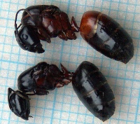 Jungköniginnen von C. ligniperdus und C. herculeanus
