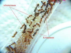 Myrmica rubra Kolonie