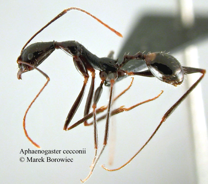 Aphaenogaster cecconii-txweb.jpg