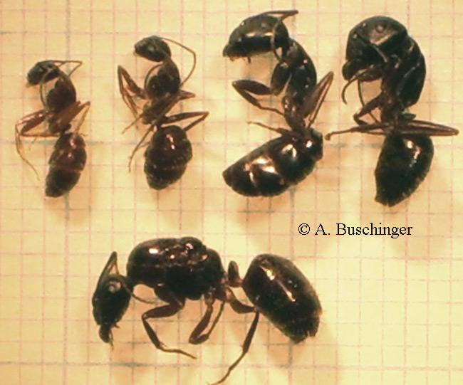 Camponotus aethiops 5 web-1-.jpg