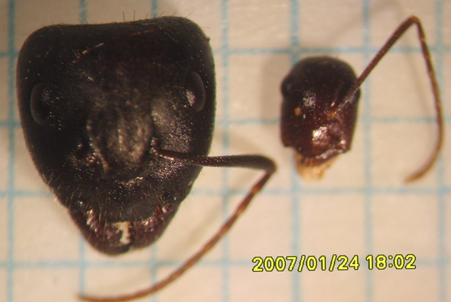 Camponotus aethiops 7 web.jpg