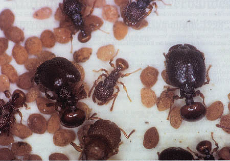 Acanthomyrmex sp. web2.jpg