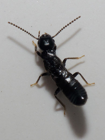 Termite Fühler engl Wikip.jpg