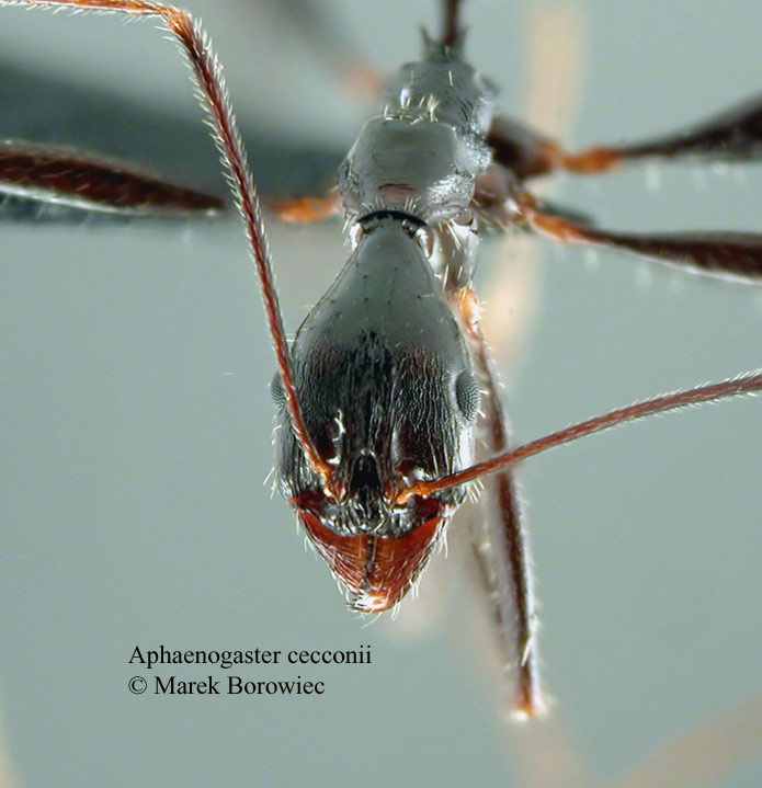 Aphaenogaster cecconii Kopf.jpg
