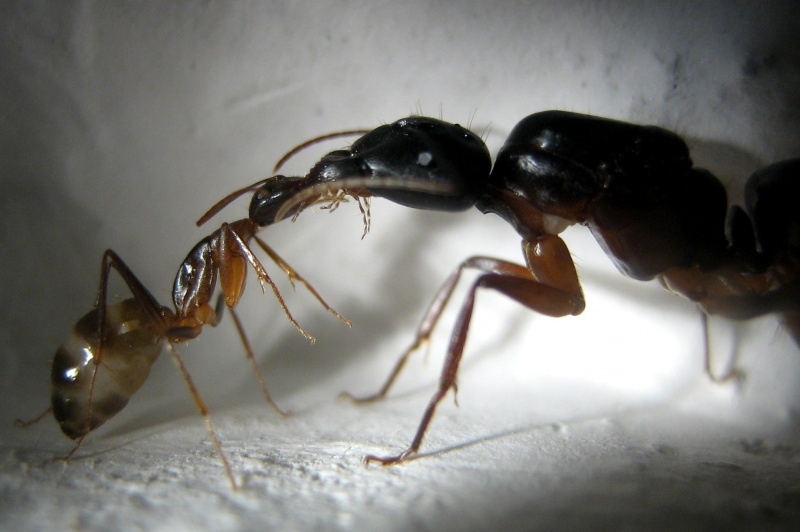 Datei:Camponotus fellah Minore und Gyne von der Seite .jpg