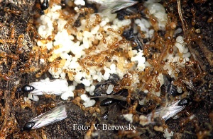 Solenopsis fugax-Nest