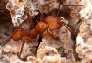 Acromyrmex echinatior-Arbeiterin auf Pilz