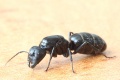 Camponotus vagus Königin