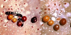 Tetraponera binghami -Königin und Pseudococciden