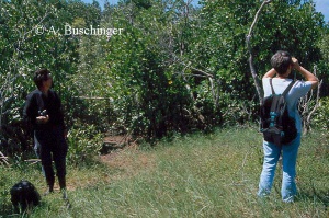 Bild 2: Der Wiesenpfad links vorn führt in die Mangrove, wo nach wenigen Metern das Vorkommen von Polyrhachis sokolova begann.