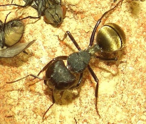 Camponotus sericeus Major