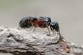 Camponotus herculeanus09.jpg