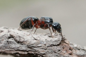 Königin von Camponotus herculeanus