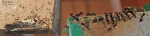 Lasius alienus Arbeiterinnen