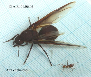 Atta cephalotes Jungkönigin mit Arbeiterin