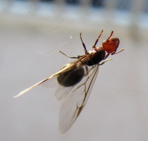 Gyne, 21. Okt. 2011 in Donnalucata, Sizilien, gegen 17:00 MESZ, am Fenster einer Ferienwohnung im Ort.