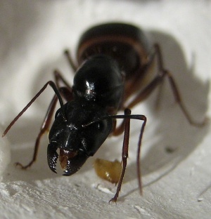 Camponotus fellah Gyne