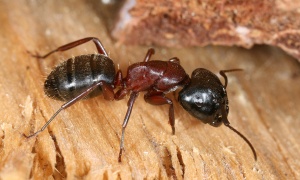 Camponotus ligniperdus Arbeiterin