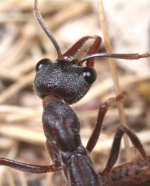 Myrmecia pyriformis