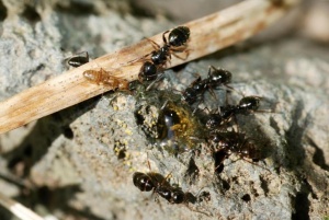 Camponotus piceus -Arbeiterinnen an Honigwasser