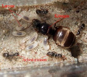 Lasius niger Königin mit Arbeiterinnen