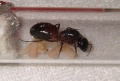 Camponotus ligniperda01.jpg