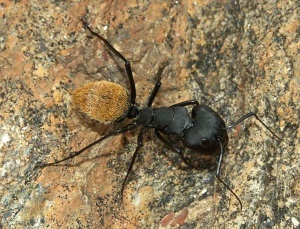 Camponotus fulvopilosus Major