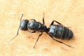 Camponotus vagus (Jacky) Königin2.jpg