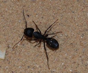 Camponotus japonicus -Major