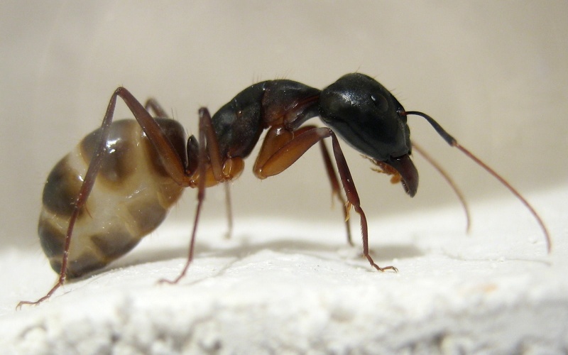 Datei:Camponotus fellah Majore von der Seite .jpg