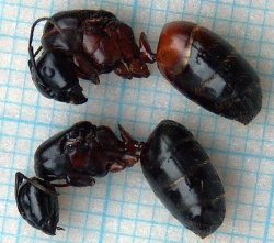 Camponotus.jpg