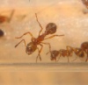 Myrmica ruginodis Worker Ve.jpg