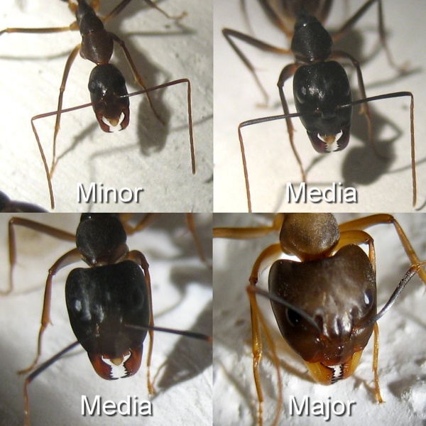 Datei:Camponotus fellah Polymorphismus 1200x1200 schrift.jpg